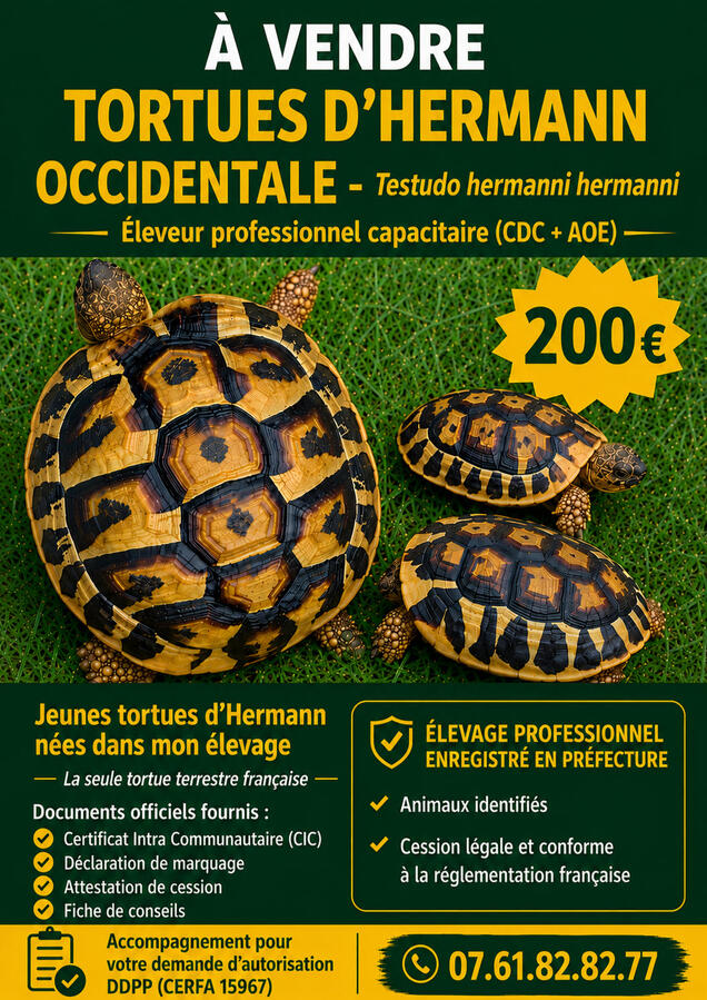 Tortue d'Hermann Tortue d'Hermann